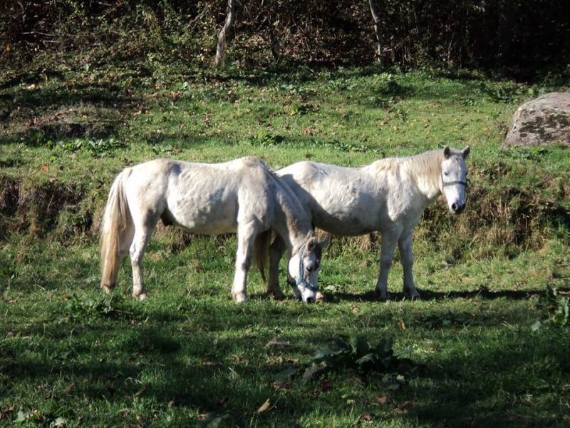 Проект за подобра контрола на храната и болестите кај растенијата и животните