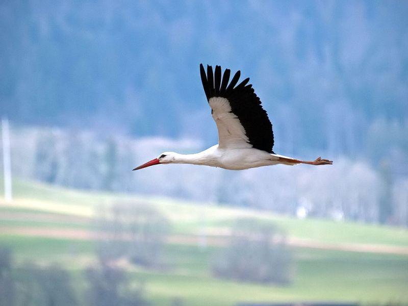 Изградба на набљудувачници за штрковите во општина Чешиново-Облешево 