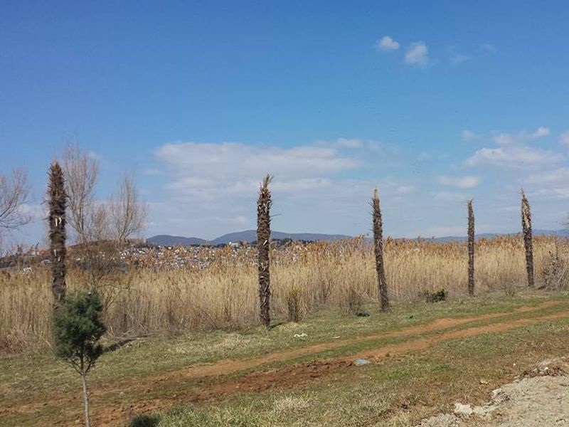 Се исушија охридските палми