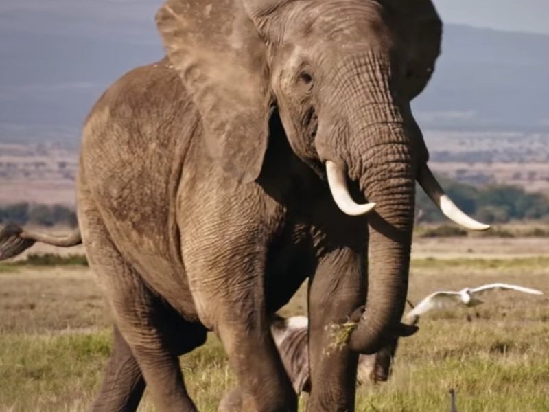 Осудени ловокрадците од документарецот на Леонардо Ди Каприо