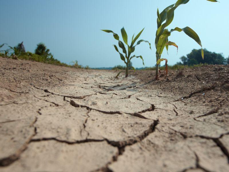 Светски метеоролози: Долго, топло и сушно лето во Јужна и Источна Европа 