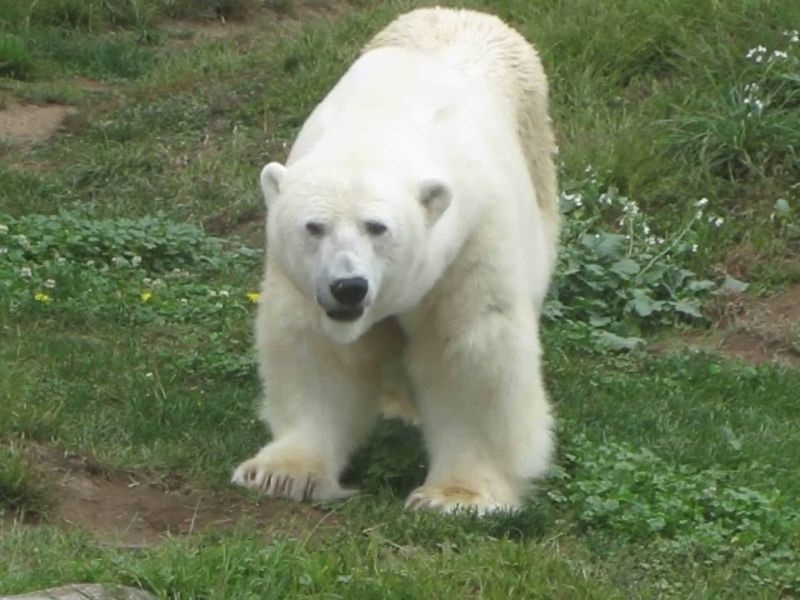 Умре најстарата поларна мечка во САД