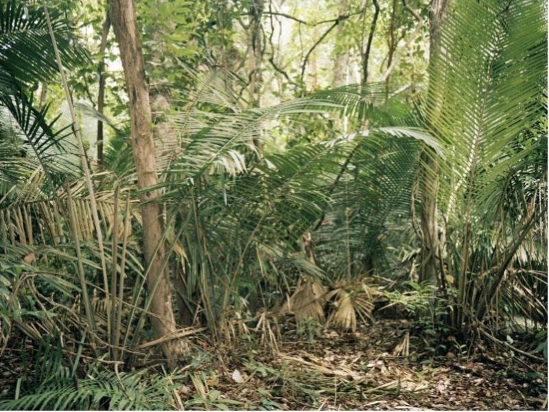 Полски писатели и уметници бараат да сопре сечата на последната европска прашума