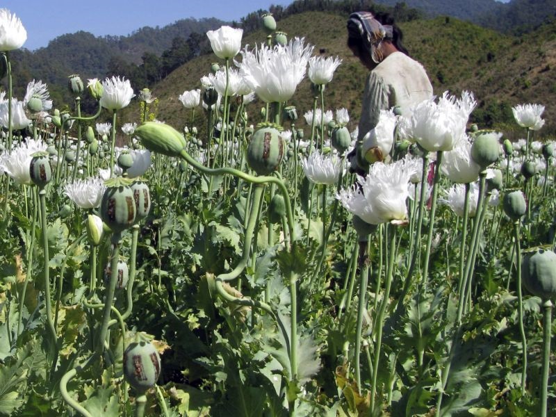 Папагали зависници ги пустошат полињата со афион во Индија