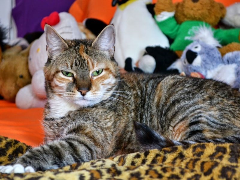 Истражување: Мачките ги сакаат луѓето повеќе од храната 