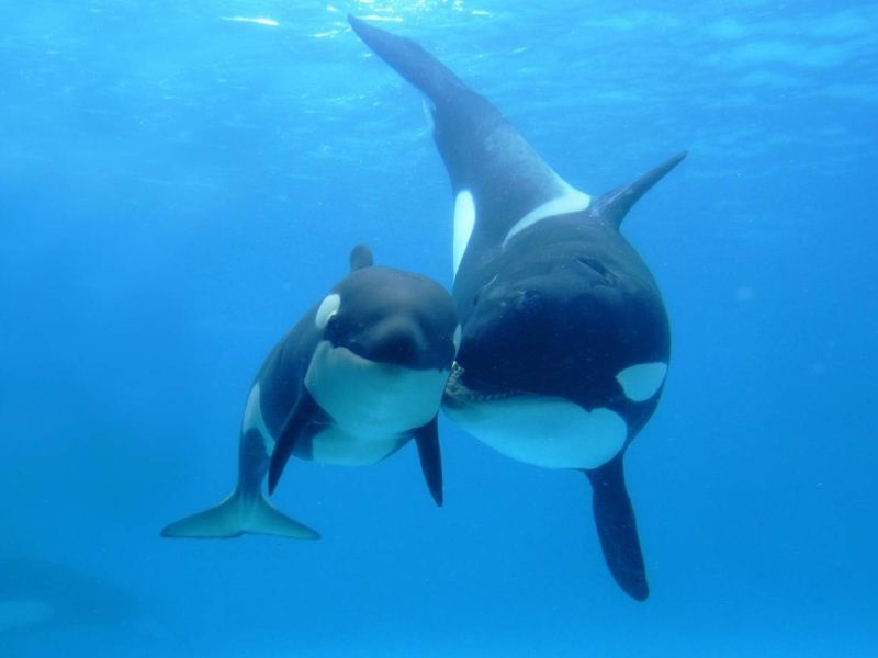 Истражување: Малите китови си шепотат со своите мајки