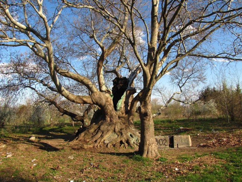 Пратеници бараат тригодишна забрана за градење во паркот во Стара Загора