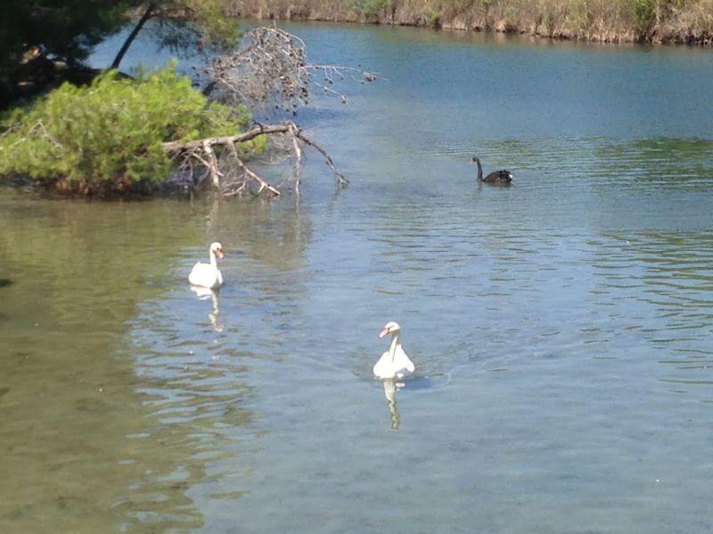 Птичји грип Х5Н8 откриен кај див лебед во североисточна Грција