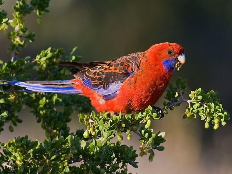 Заштитен папагал запленет во Србија