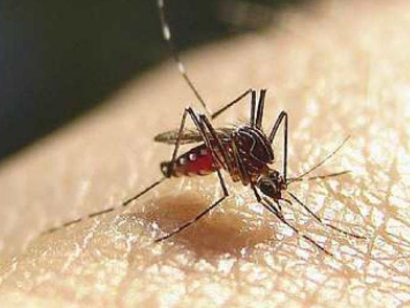 Западнониска треска во Србија, 17 заболени