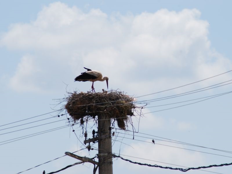 Се повеќе штркови не се селат, презимуваат во Србија