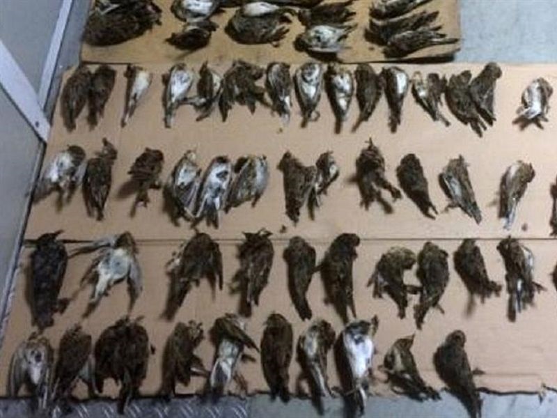 Спречен шверц на 54 отстрелани птици