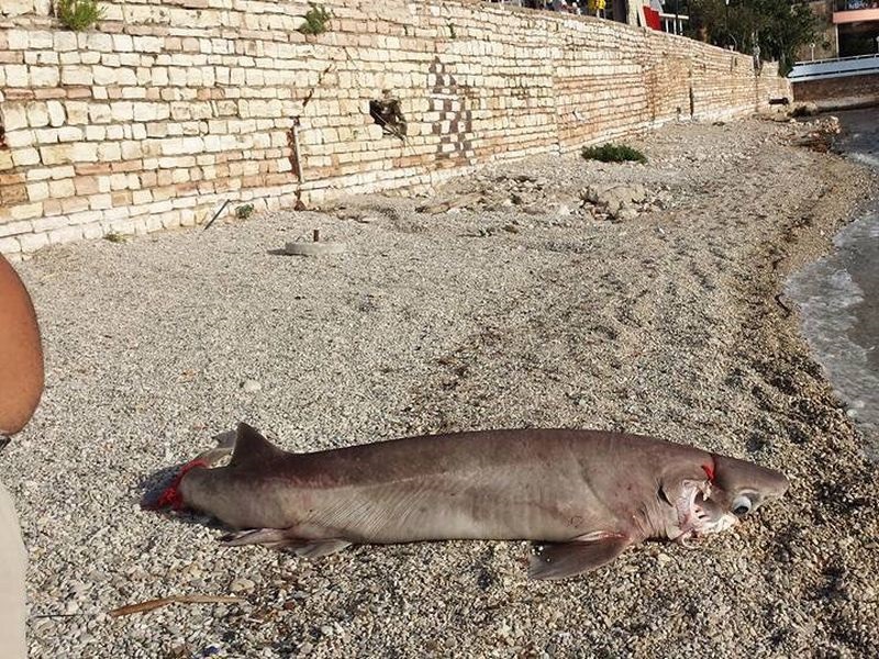 Кај Саранда уловена ајкула тешка 450 килограми