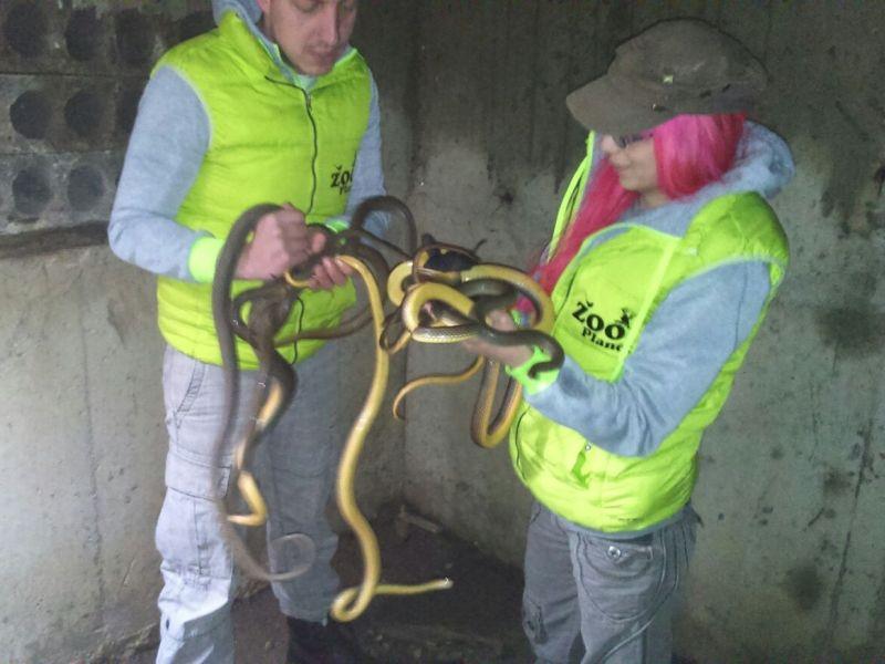 Најдени 50 смокови во фабрички двор во Житораѓа