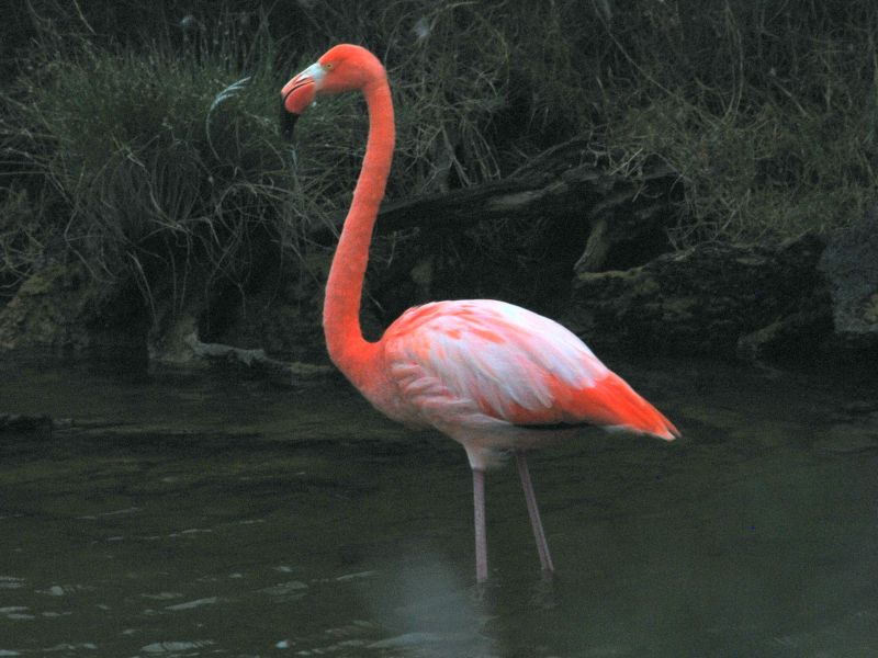 Ретка појава на диви фламинга во делтата на Дунав во Романија 