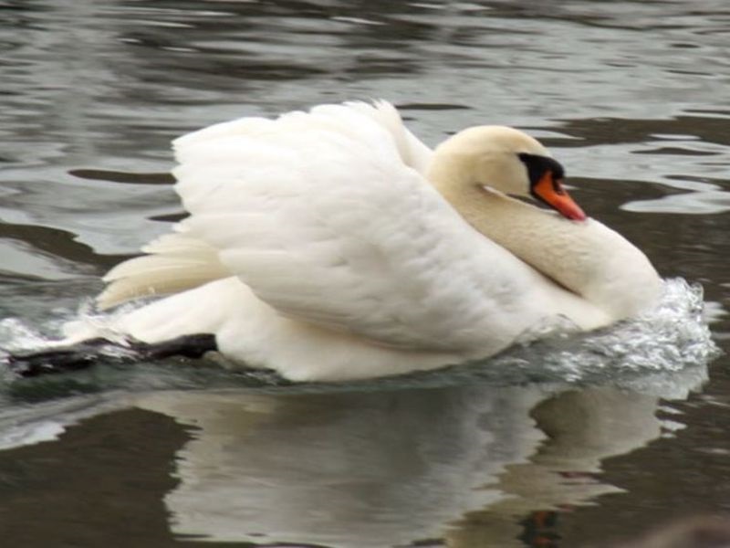 Потврдено присуство на птичји грип во делот на Зрењанин