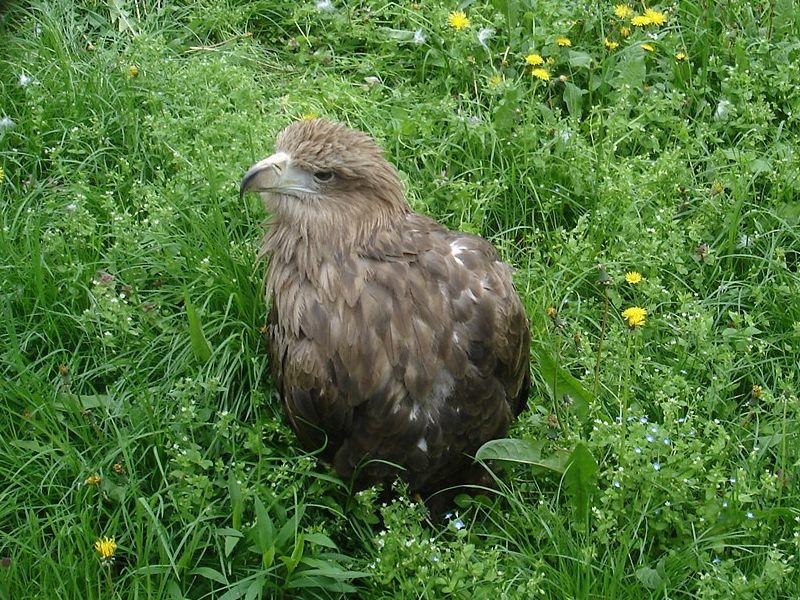 Европски викенд за набљудување птици на 1 и 2 октомври