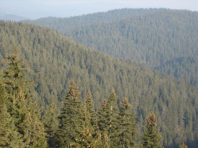 Годинава во Бугарија изгореле 2.500 хектари шуми