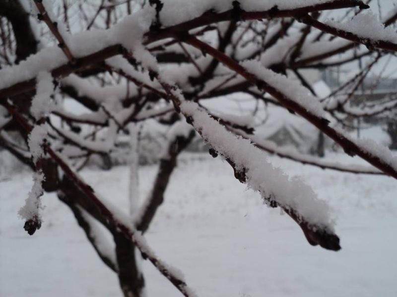 Студот ризичен за овошките и за виновата лоза