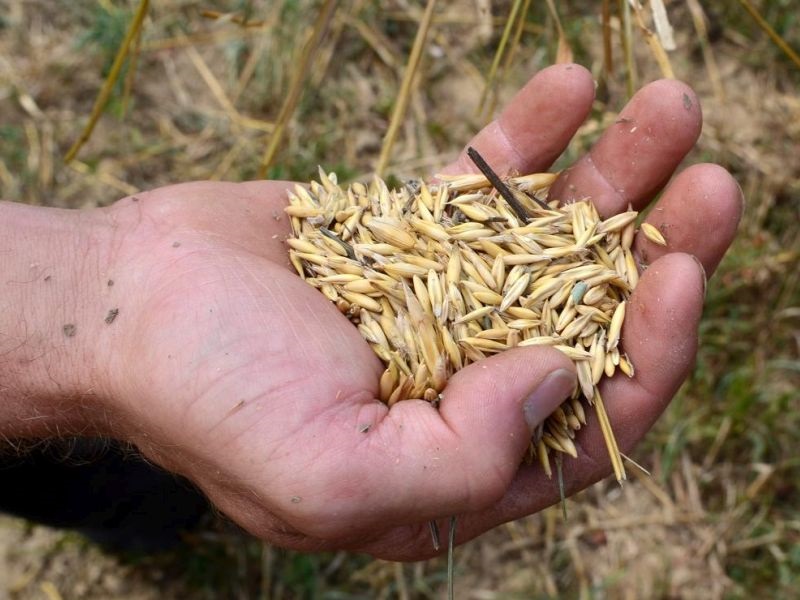 Од идниот месец органски семиња за преку 100 сорти