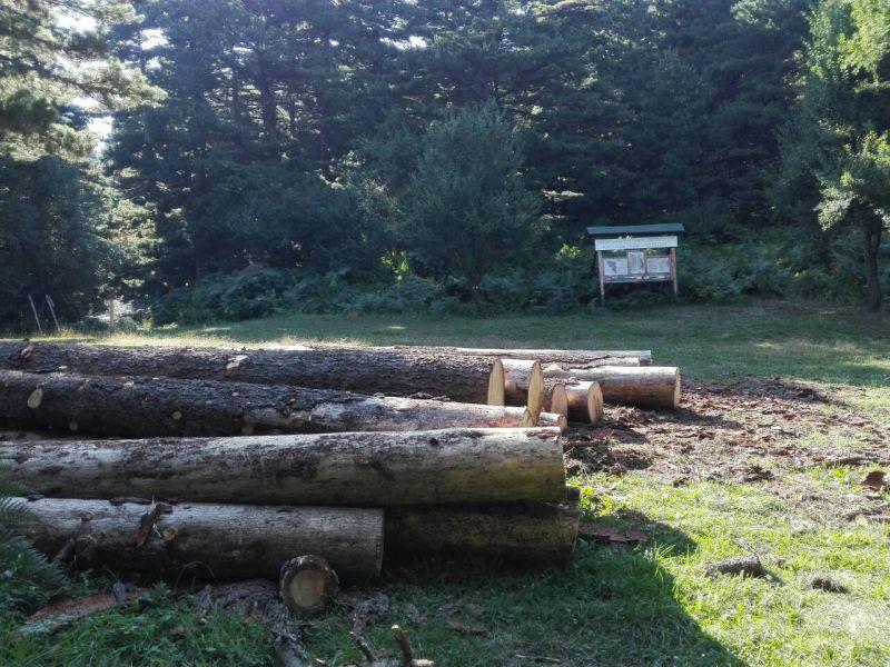 Сеча во националниот парк Пелистер, активистите загрижени