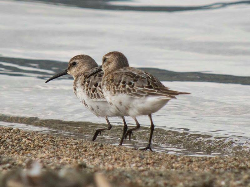 Ресенските основци се запознаа со значењето на птиците за екосистемот
