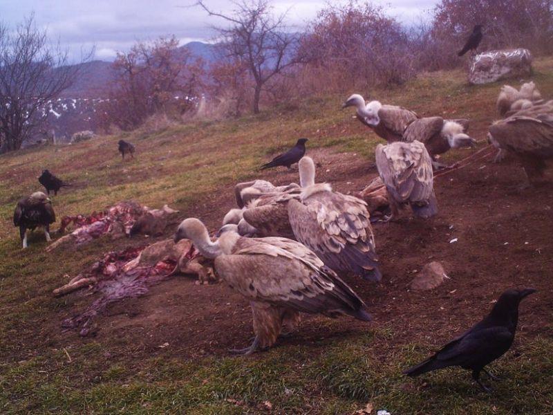 Крадењето ограда од хранилиште за мршојадци е опасно за луѓето