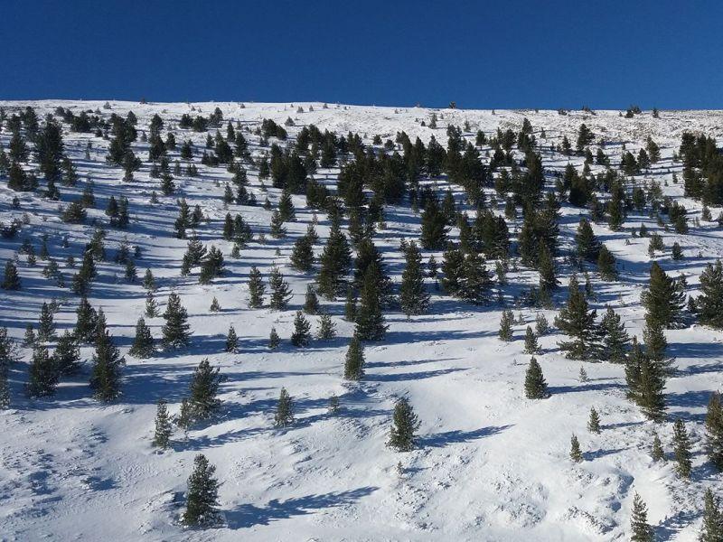Прихрана на животните во Национален парк Пелистер 