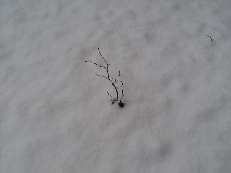 Снегот ќе ги заштити есенските посеви од студ 