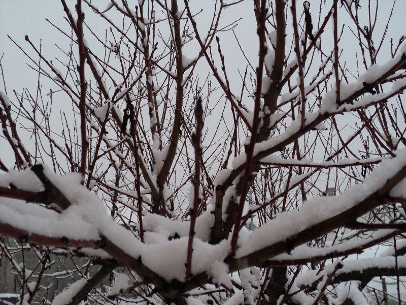 Штети кај овошките од ниските температури во Кумановско 