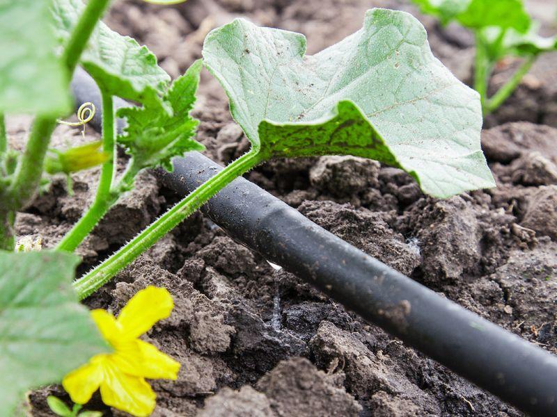 Кампања „Систем капка по капка“ во Битола