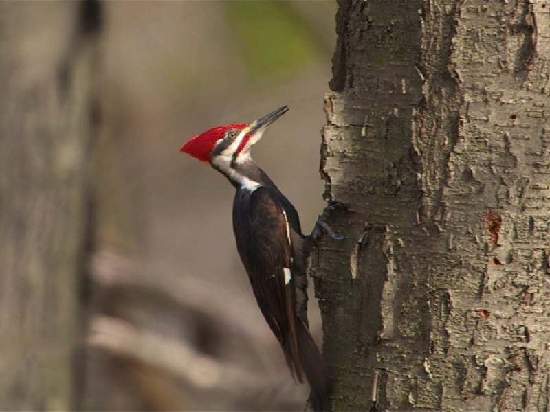 Презентиран проектот „Патеката на клукајдрвчето“ 