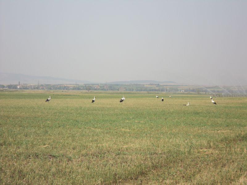 МЕД повикува на камп за набљудување птици