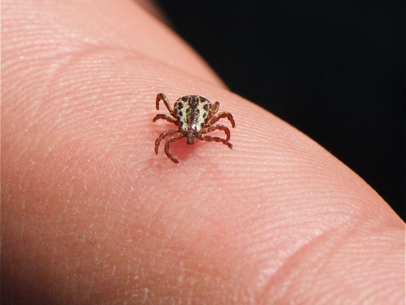 Дезинсекција против крлежи во Куманово, граѓаните да бидат внимателни