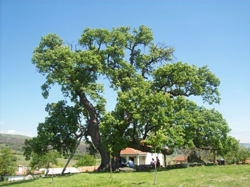 Конзервација на петвековниот даб во селото Бели