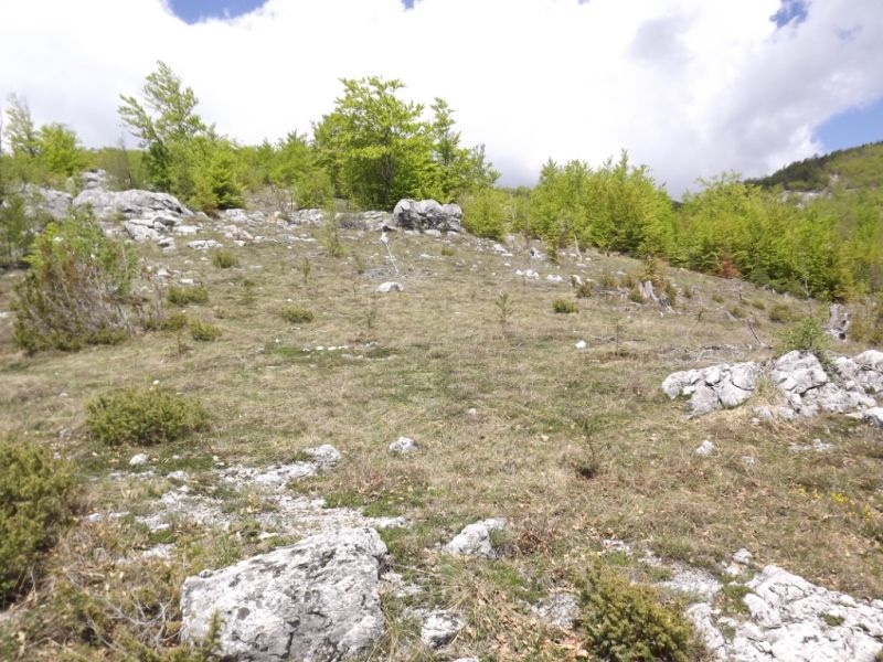 Во кочанско лани пошумени 37 хектари со 34 илјади садници