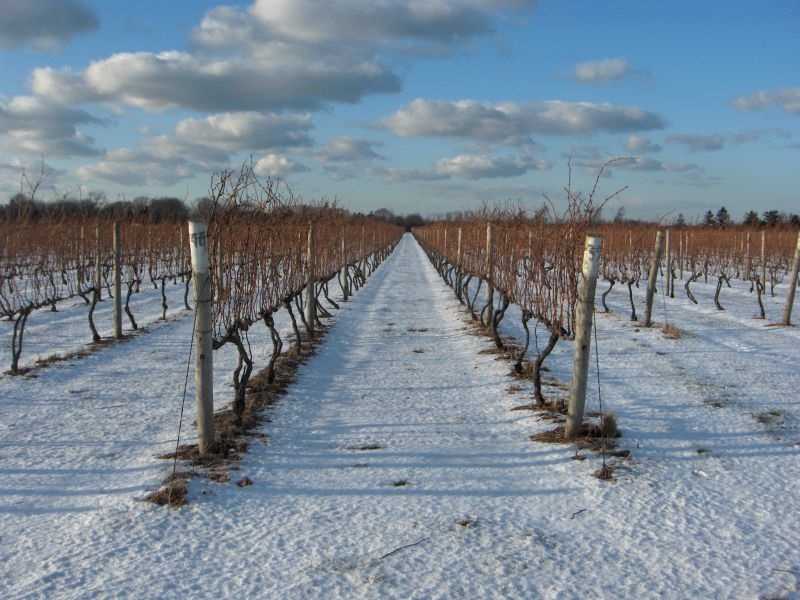 Мрзнење има, се советуваат лозарите како да ја извршат резидбата