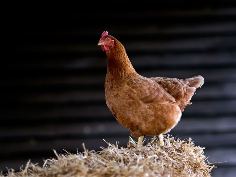 Утврдено присуство на птичји грип во Македонија