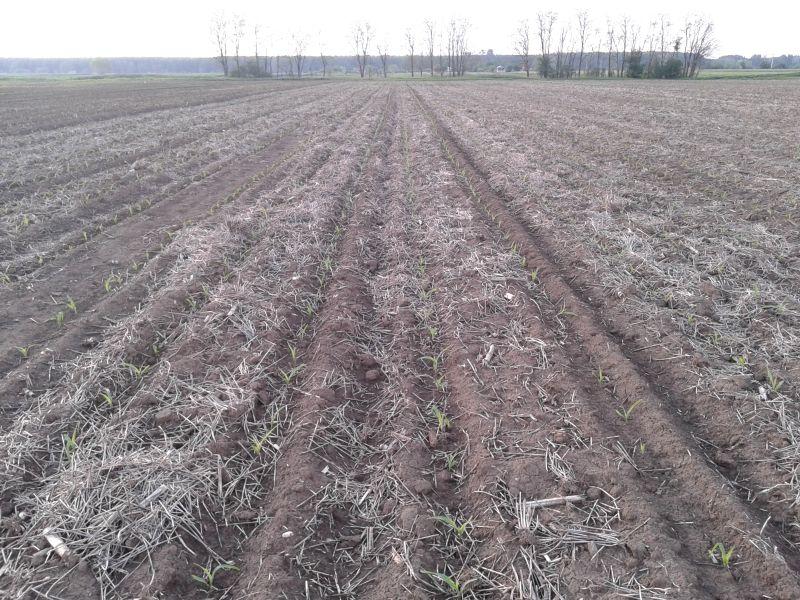 Адаптивни мерки - најдобра заштита на земјоделството од климатските промени 