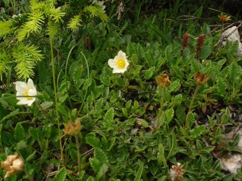 Растенијата се навикнуваат на повеќе јаглерод диоксид