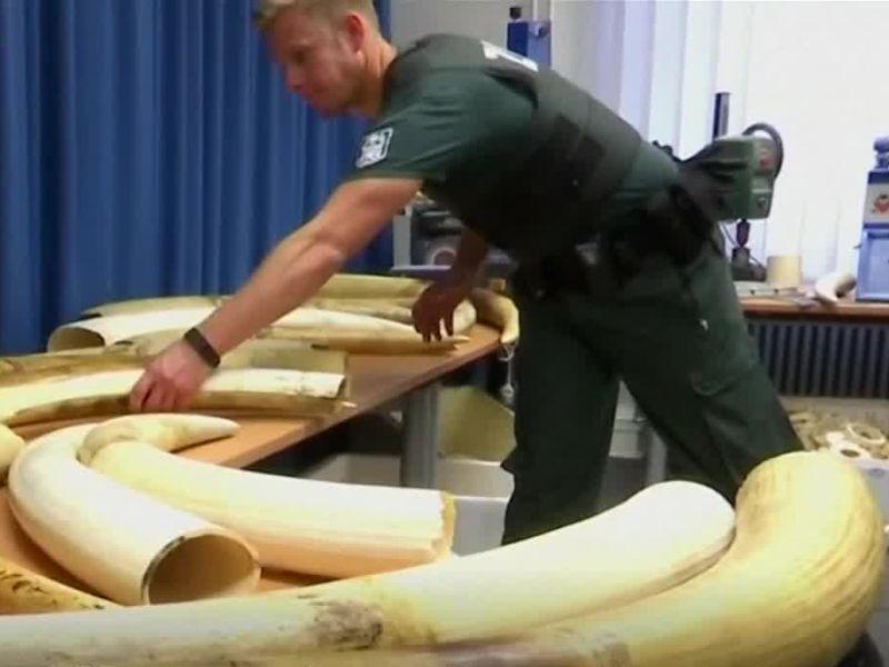 Во Германија запленета слонова коска вредна милион долари