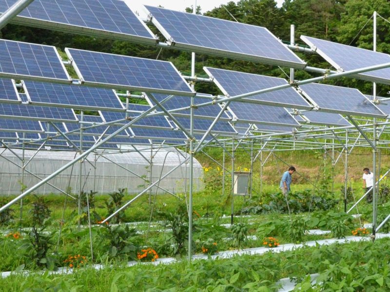 Соларните панели најдобро одат со домати