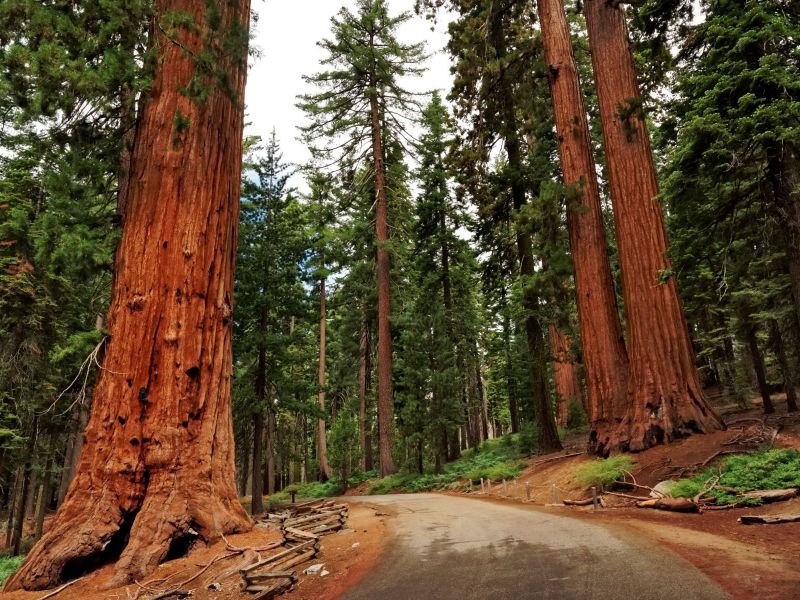 Сушата ги оштетува џиновските секвои во Калифорнија