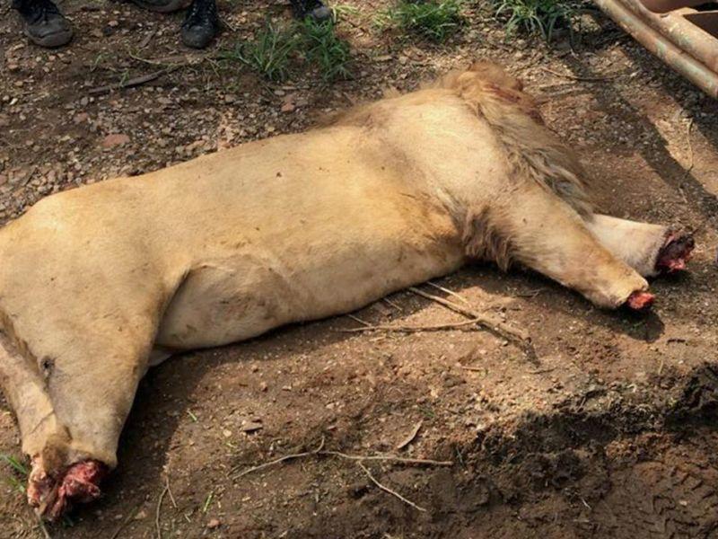 Во Јужна Африка обезглавени три лава