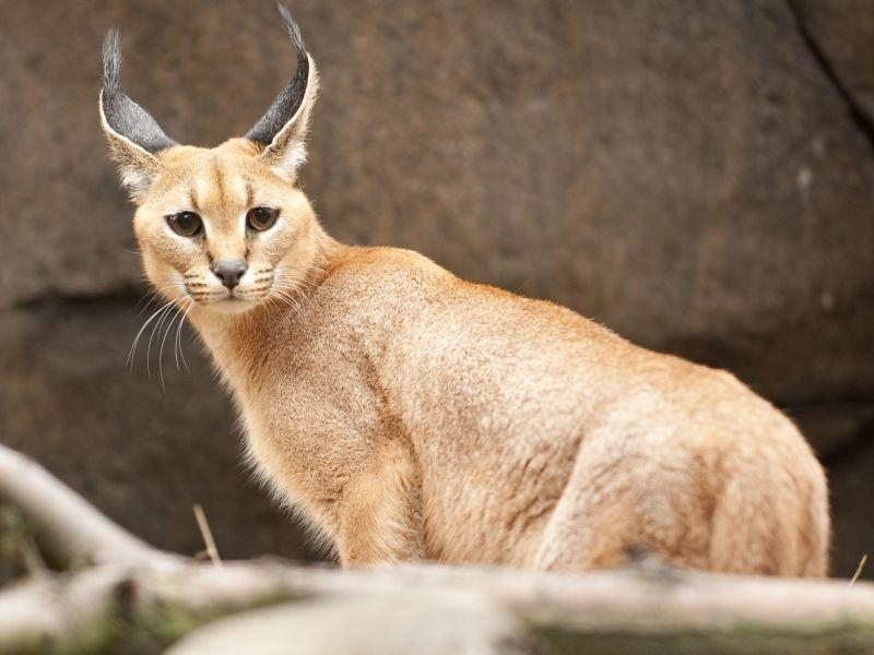 Рис ги убива загрозените пингвини во Јужна Африка