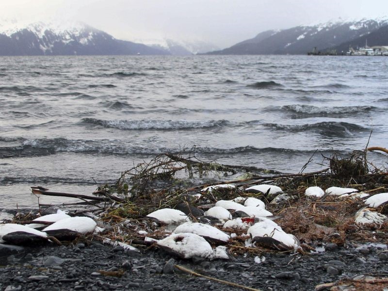 Топлата вода во Пацификот виновна за поморот на морски птици