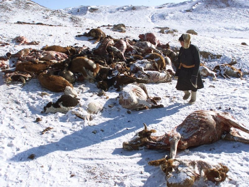 Суровата зима во Монголија закана за над 150 илјади номадски семесјтва