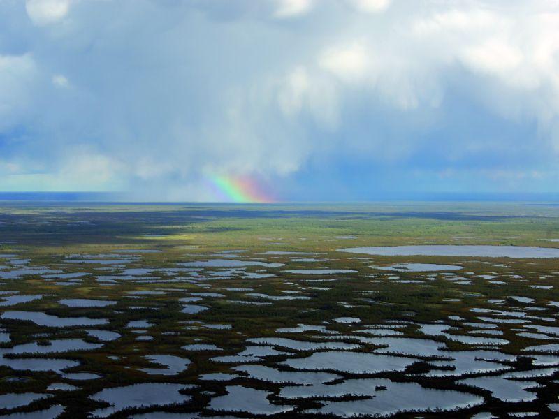 Топењето на мразот ги враќа големите сипаници во руската тундра