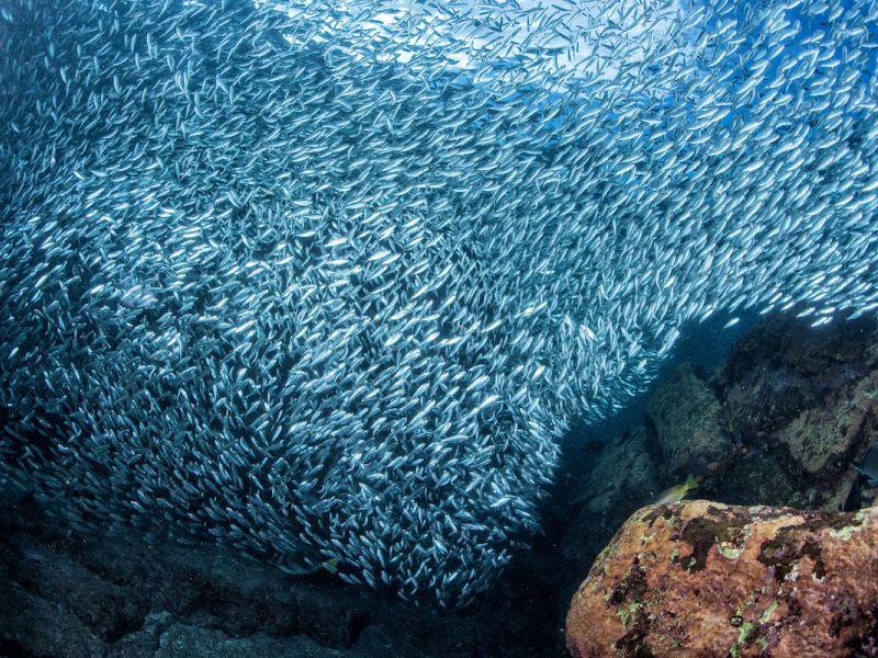 Развиен софтвер со кој ќе се следи риболовот во целиот свет