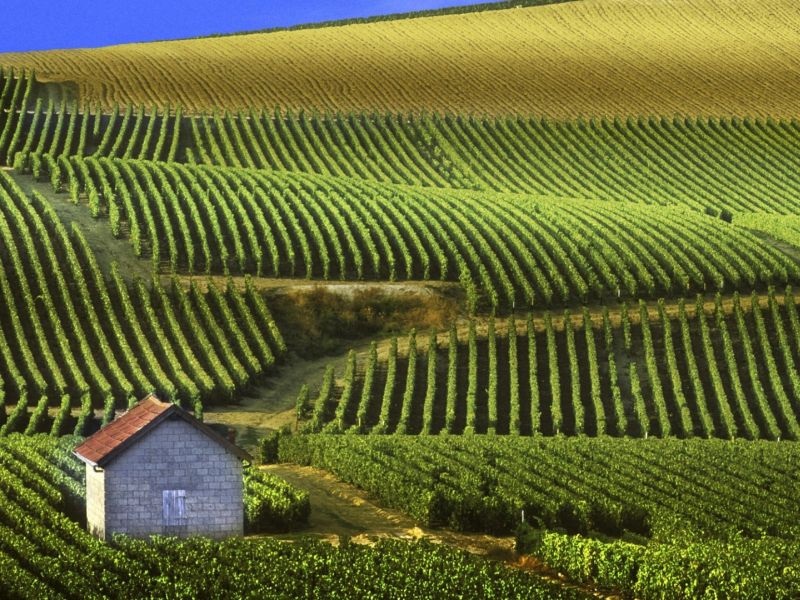 Ќе нема доволно шампањско поради променливото време